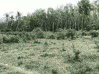 ที่ดินว่างเปล่าหลุดจำนอง ธ.ธนาคารกสิกรไทย หานโพธิ์ เขาชัยสน พัทลุง